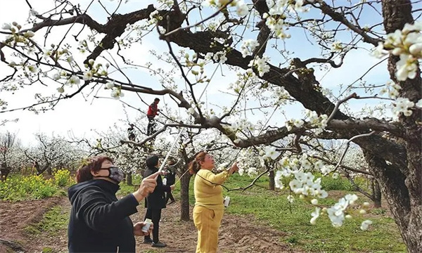 梨樹的開花、授粉和坐果