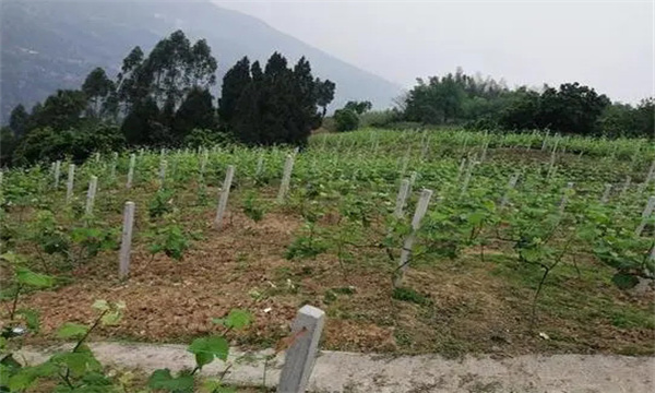 在河灘地、山地、鹽堿地和黏土地上建葡萄園