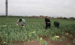 大蒜蒜薹采收方法，蒜薹采后如何處理？