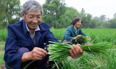 薹韭與韭菜有何區(qū)別 如何使薹韭早抽薹多抽薹？