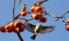 鳥害如何預防？鳥害防治的主要手段和方法