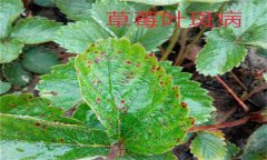 怎樣防治草莓葉斑?。ㄉ哐鄄。?？