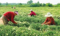 菊花的采收時間、采收方法與加工與貯藏問題