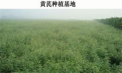 黃芪產(chǎn)地在哪里？黃芪生態(tài)習(xí)性簡介