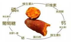 紅薯的營養(yǎng)特點 紅薯的輔助功能知多少？