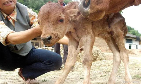 肉牛傳染病可分為哪幾類