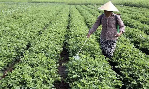 花生的病蟲(chóng)害防治