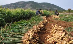 種植生姜怎樣進(jìn)行科學(xué)施肥？