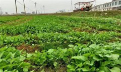 油菜日光溫室早春、秋延遲栽培技術(shù)要點有哪些