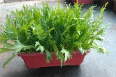 如何栽培苦菊菜？苦菊種植方法簡(jiǎn)介